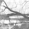 Pencil drawing, Lodmoor Morning