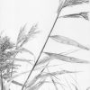 Graphite pencil drawing, Reeds II