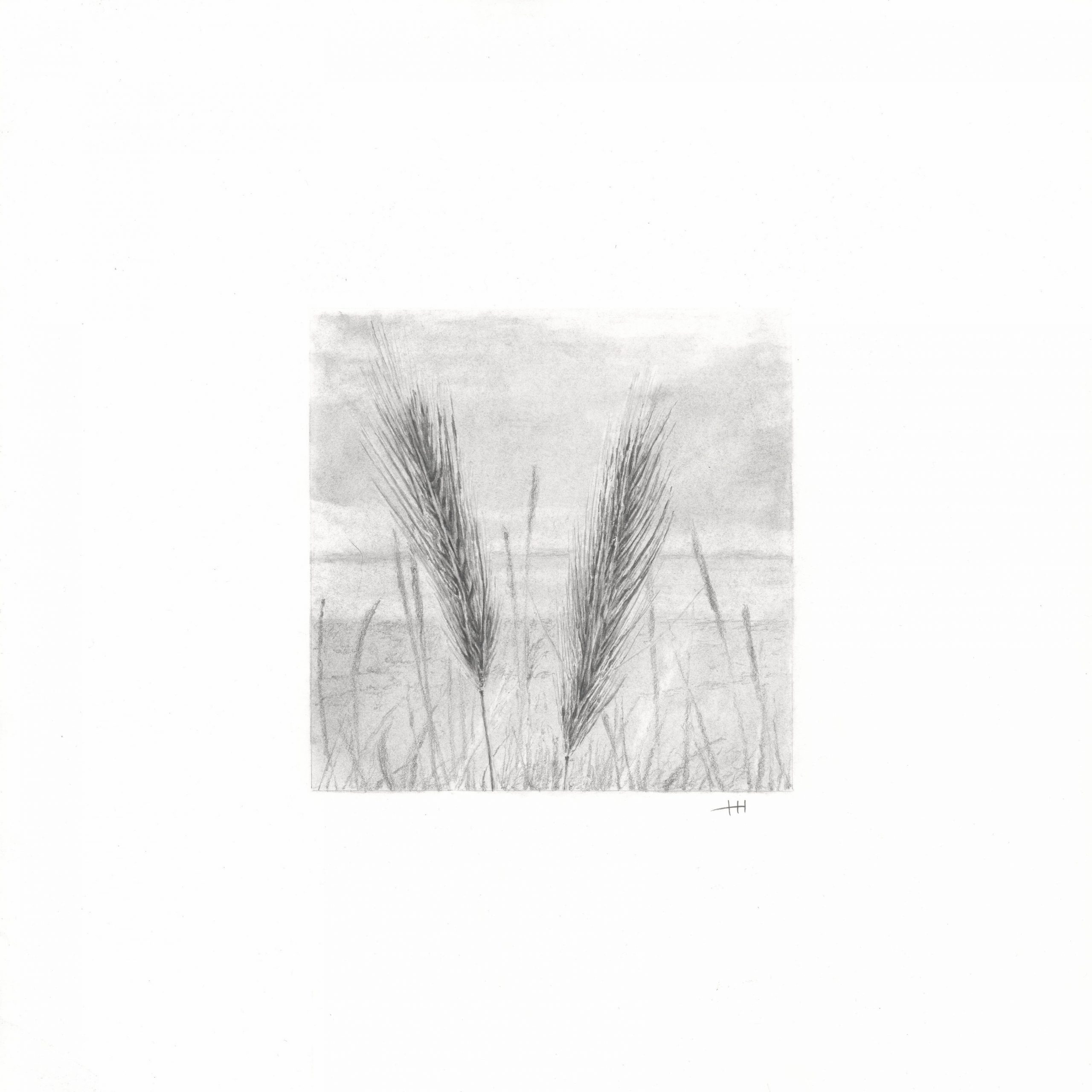 Graphite pencil drawing of wall barley by the sea